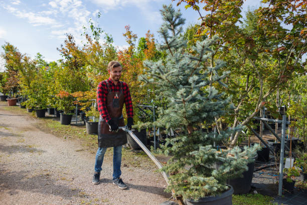 How Our Tree Care Process Works  in Titusville, FL